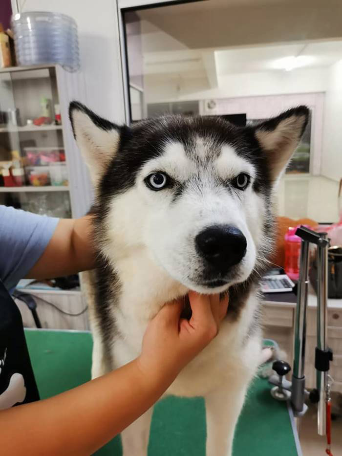 ไซบีเรียนฮัสกี้ ไซบีเรียนฮัสกี้