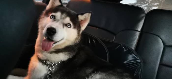 ไซบีเรียนฮัสกี้ ไซบีเรียนฮัสกี้