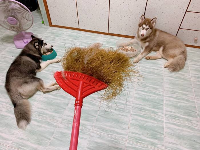 ไซบีเรียนฮัสกี้ ไซบีเรียนฮัสกี้