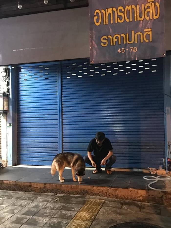 ไซบีเรียน ฮัสกี  ไซบีเรียน ฮัสกี