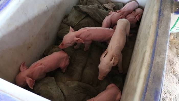 ลูกหมูประหลาด ลูกหมูประหลาด