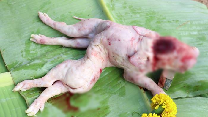 ลูกหมูประหลาด ลูกหมูประหลาด