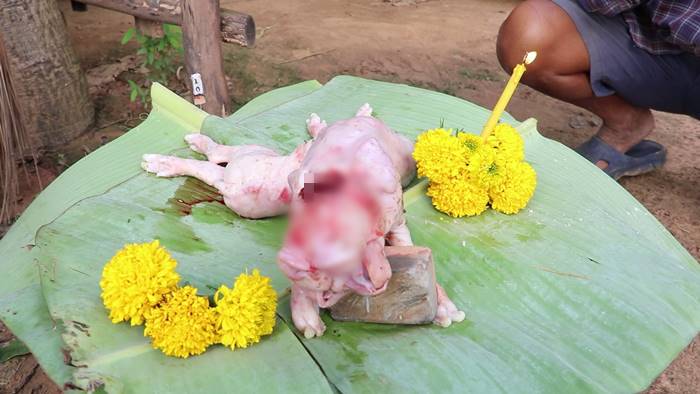 ลูกหมูประหลาด ลูกหมูประหลาด