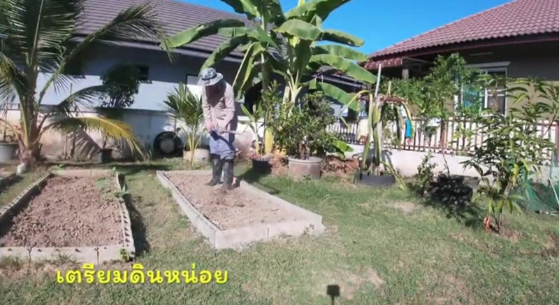 วิธีปลูกสตรอว์เบอร์รี วิธีปลูกสตรอว์เบอร์รี