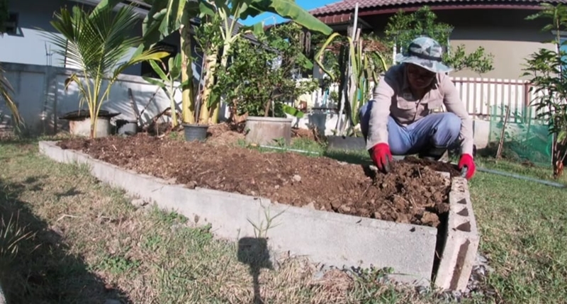 วิธีปลูกสตรอว์เบอร์รี วิธีปลูกสตรอว์เบอร์รี