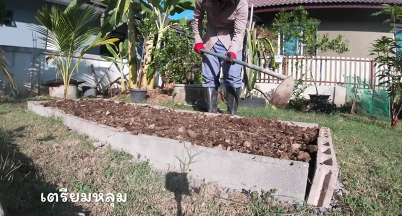 วิธีปลูกสตรอว์เบอร์รี วิธีปลูกสตรอว์เบอร์รี