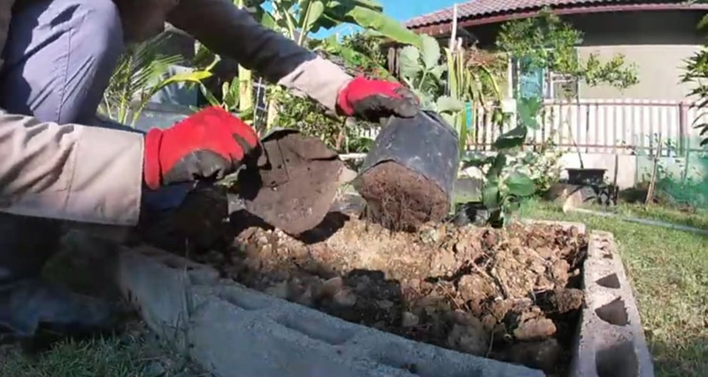 วิธีปลูกสตรอว์เบอร์รี วิธีปลูกสตรอว์เบอร์รี