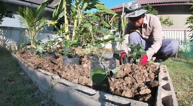 วิธีปลูกสตรอว์เบอร์รี วิธีปลูกสตรอว์เบอร์รี