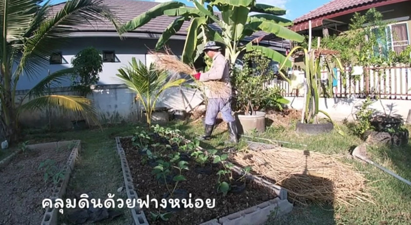 วิธีปลูกสตรอว์เบอร์รี วิธีปลูกสตรอว์เบอร์รี