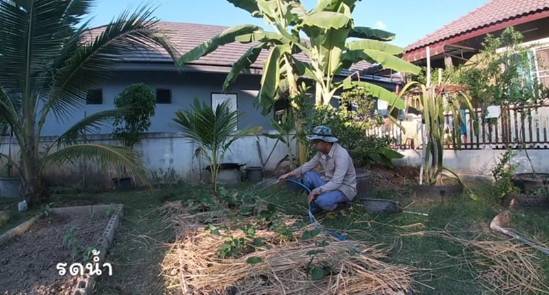 วิธีปลูกสตรอว์เบอร์รี วิธีปลูกสตรอว์เบอร์รี