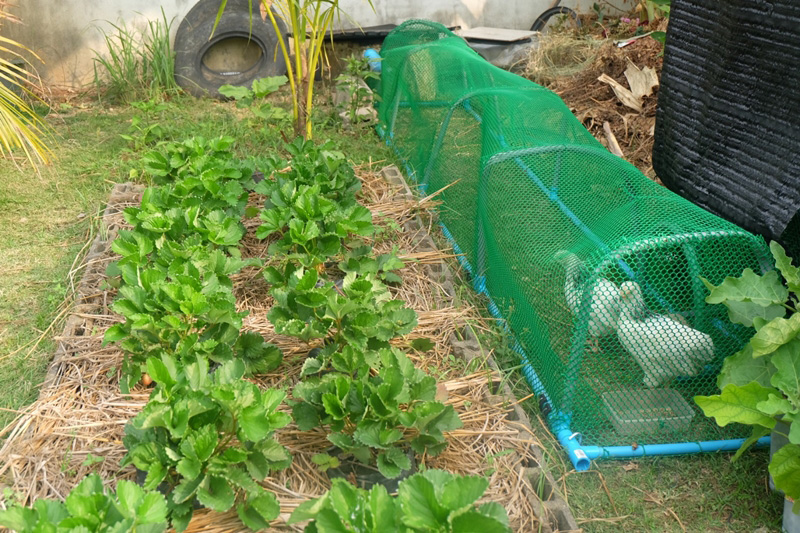 วิธีปลูกสตรอว์เบอร์รี วิธีปลูกสตรอว์เบอร์รี