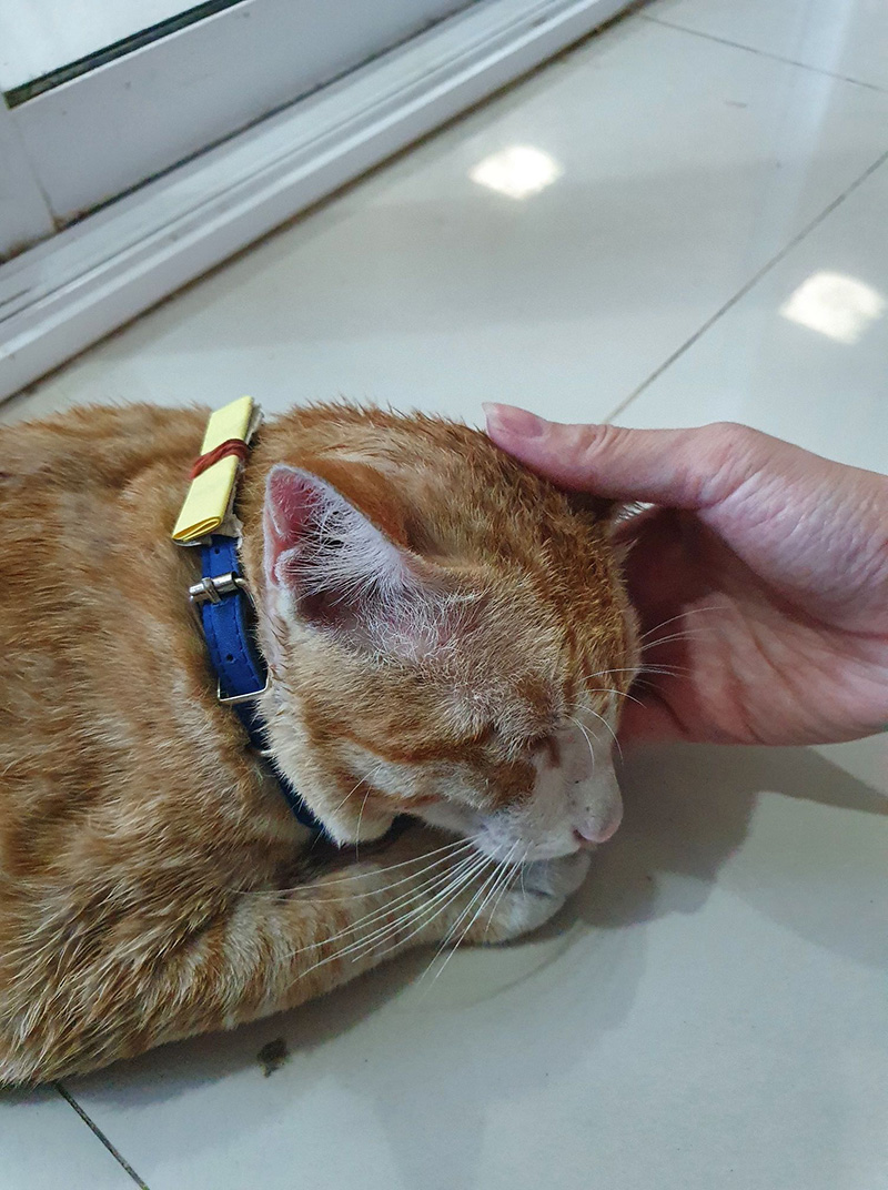 เหมียวโลก 3 ใบ เหมียวโลก 3 ใบ