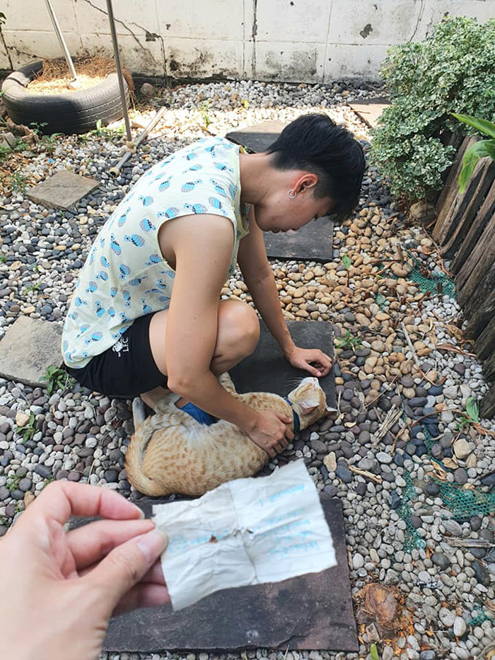 เหมียวโลก 3 ใบ เหมียวโลก 3 ใบ