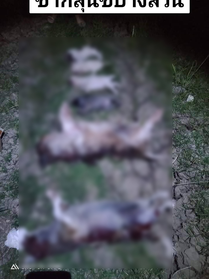 จับหนุ่มขอลูกหมามาเลี้ยง กลับอัดคลิปจับฟาด จับหนุ่มขอลูกหมามาเลี้ยง กลับอัดคลิปจับฟาด