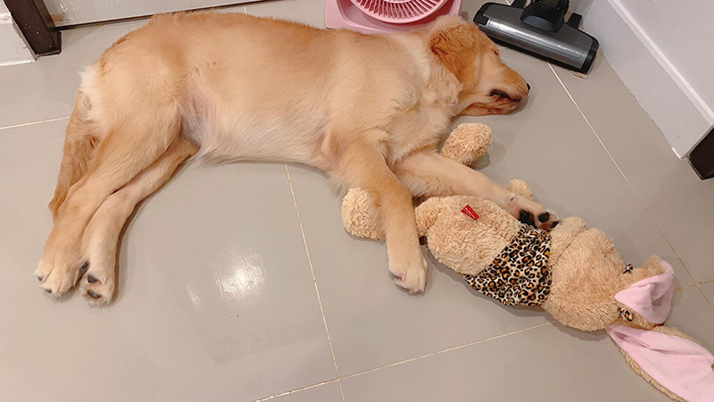 รีวิวเลี้ยงหมาโกลเด้น รีวิวเลี้ยงหมาโกลเด้น