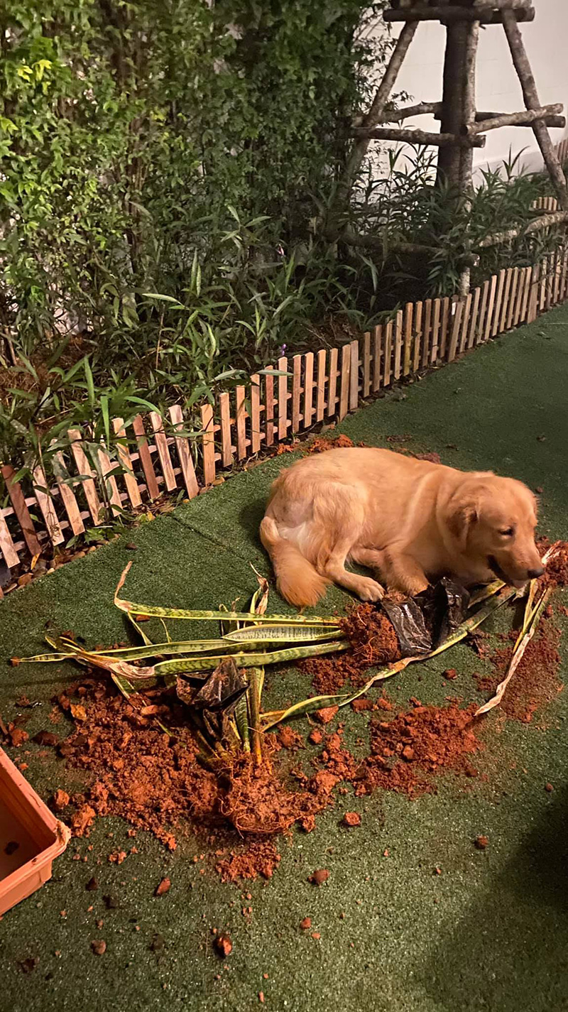 รีวิวเลี้ยงหมาโกลเด้น รีวิวเลี้ยงหมาโกลเด้น