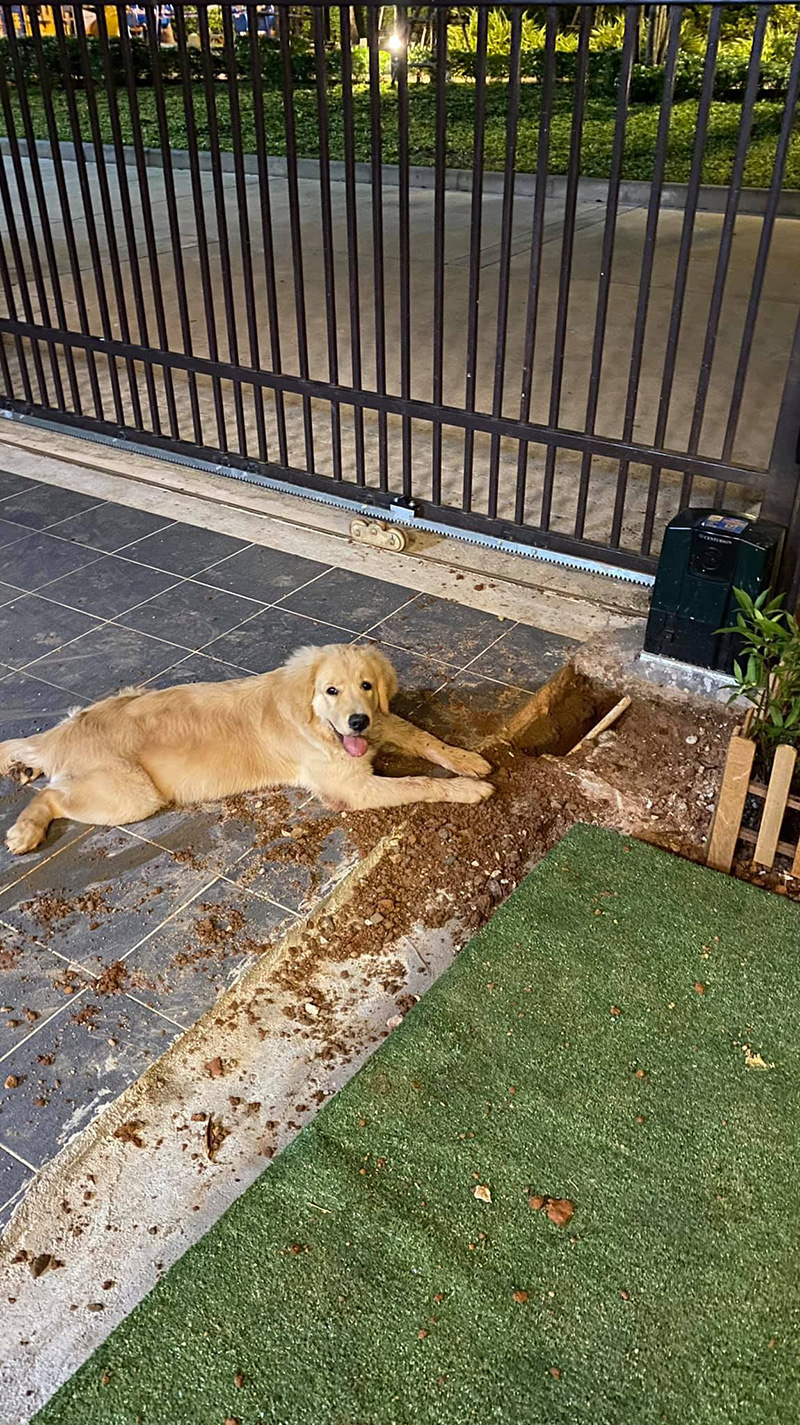 รีวิวเลี้ยงหมาโกลเด้น รีวิวเลี้ยงหมาโกลเด้น