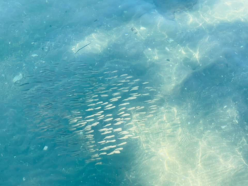 ชายหาดบางแสน หาดบางแสน