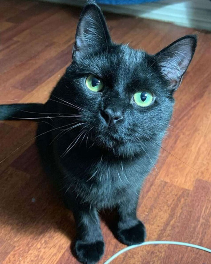 เจ้าของเลี้ยงแมวให้จับหนูในบ้าน เจ้าของเลี้ยงแมวให้จับหนูในบ้าน