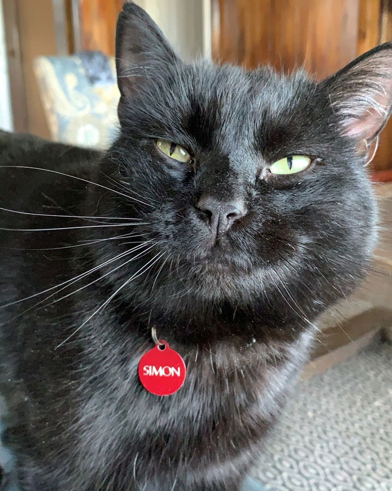 เจ้าของเลี้ยงแมวให้จับหนูในบ้าน เจ้าของเลี้ยงแมวให้จับหนูในบ้าน