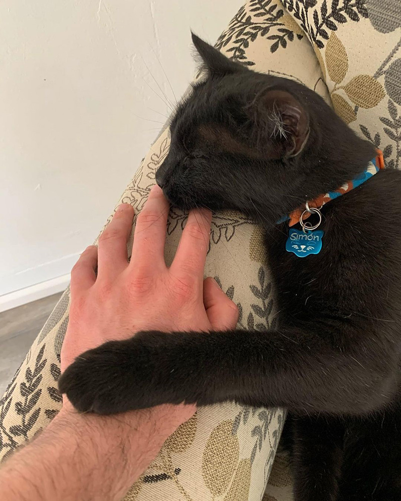 เจ้าของเลี้ยงแมวให้จับหนูในบ้าน เจ้าของเลี้ยงแมวให้จับหนูในบ้าน