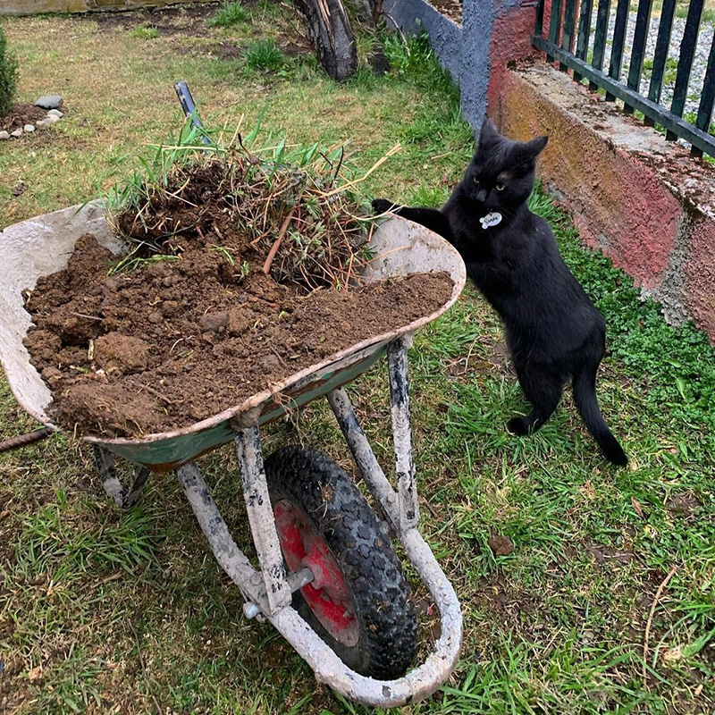 เจ้าของเลี้ยงแมวให้จับหนูในบ้าน เจ้าของเลี้ยงแมวให้จับหนูในบ้าน