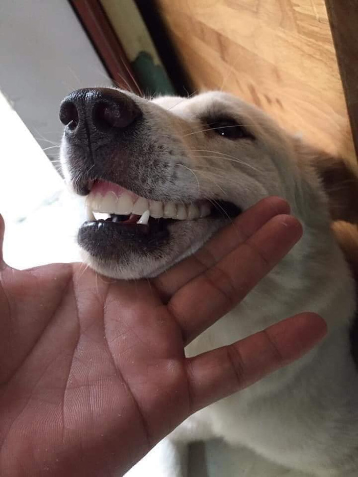 เจ้าสำลีแอบไปเอาฟันปลอมของคุณยายมาใส่ เจ้าสำลีแอบไปเอาฟันปลอมของคุณยายมาใส่