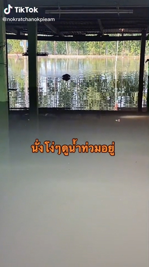 หมาว่ายน้ำหนีเที่ยว หมาว่ายน้ำหนีเที่ยว