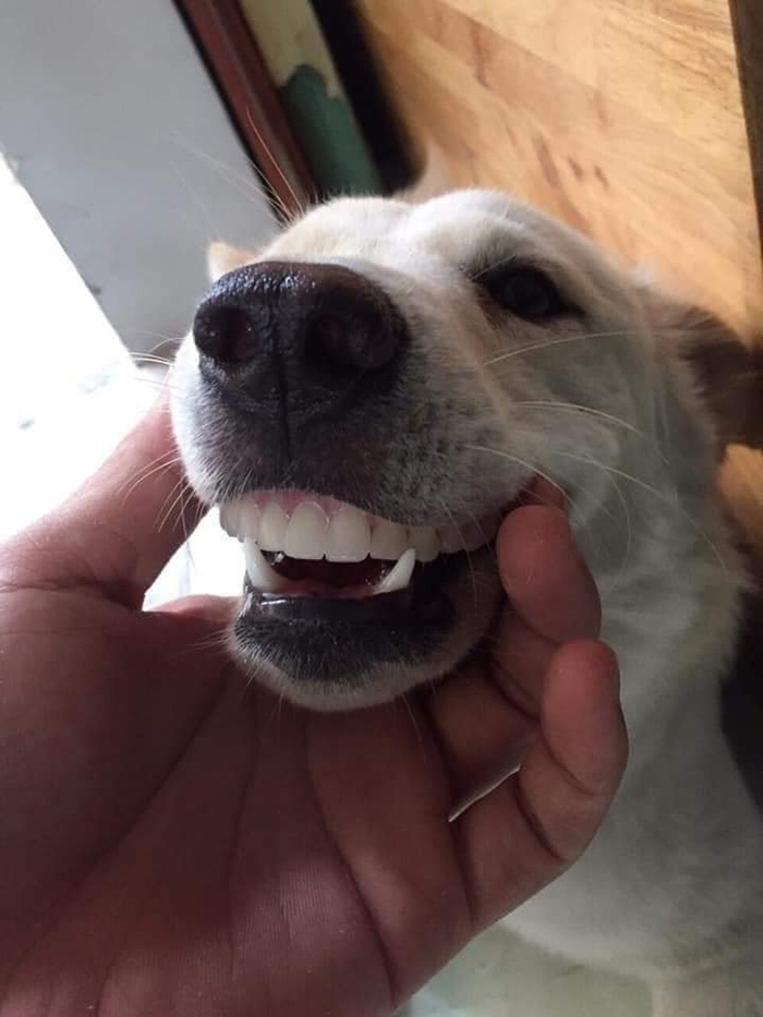 เจ้าสำลีแอบไปเอาฟันปลอมของคุณยายมาใส่ เจ้าสำลีแอบไปเอาฟันปลอมของคุณยายมาใส่