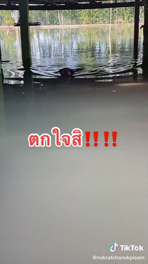 หมาว่ายน้ำหนีเที่ยว หมาว่ายน้ำหนีเที่ยว