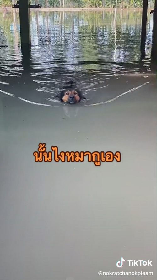 หมาว่ายน้ำหนีเที่ยว หมาว่ายน้ำหนีเที่ยว