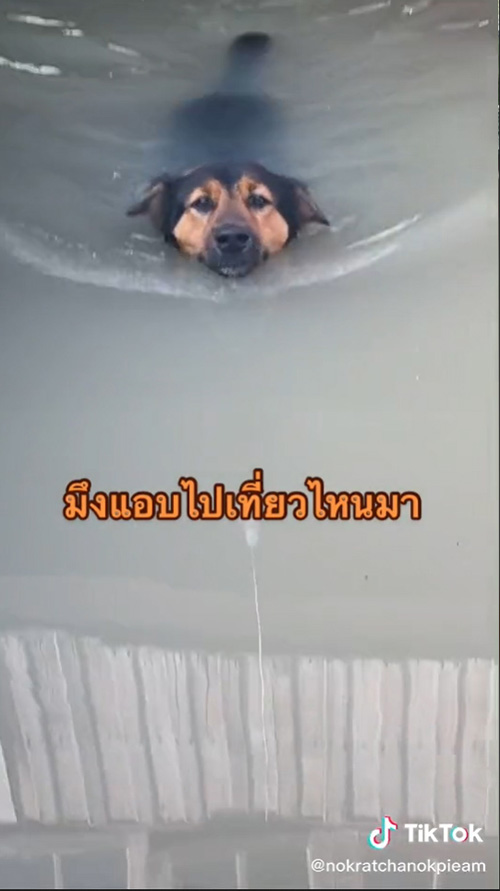 หมาว่ายน้ำหนีเที่ยว หมาว่ายน้ำหนีเที่ยว
