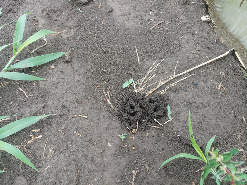 รังมดขึ้นกลางทุ่งนา รังมดขึ้นกลางทุ่งนา