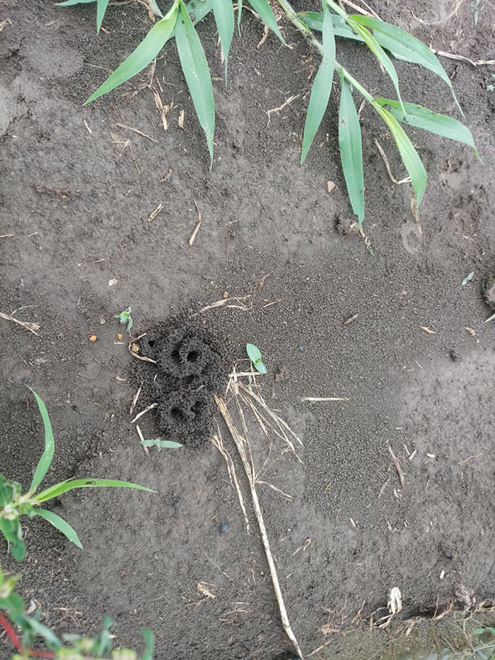 รังมดขึ้นกลางทุ่งนา รังมดขึ้นกลางทุ่งนา