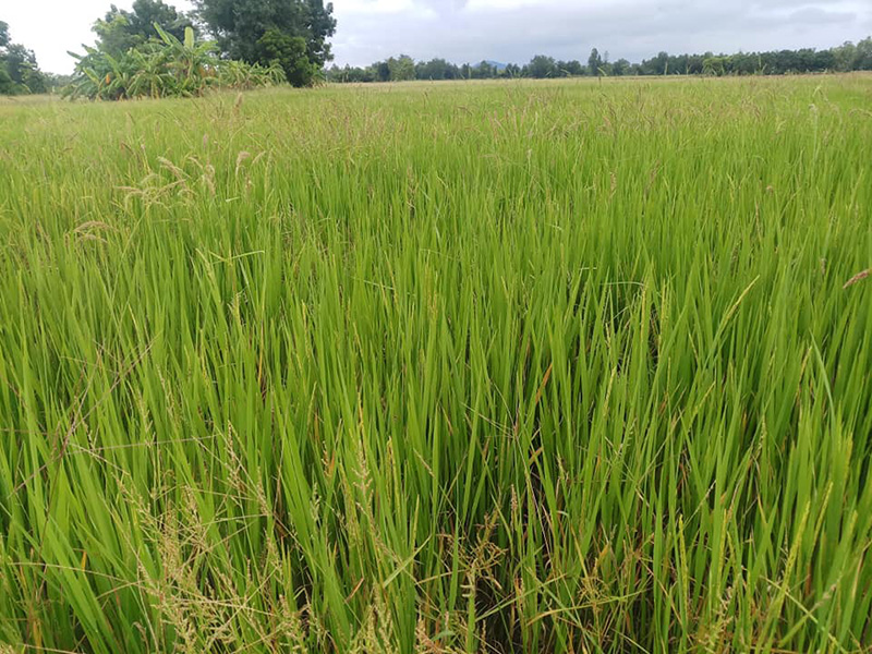 รังมดขึ้นกลางทุ่งนา รังมดขึ้นกลางทุ่งนา