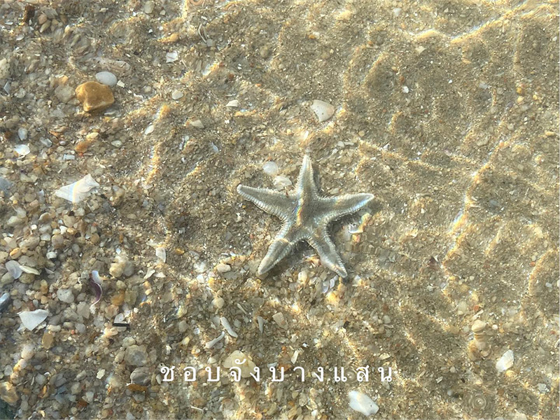 ชายหาดบางแสน หาดบางแสน