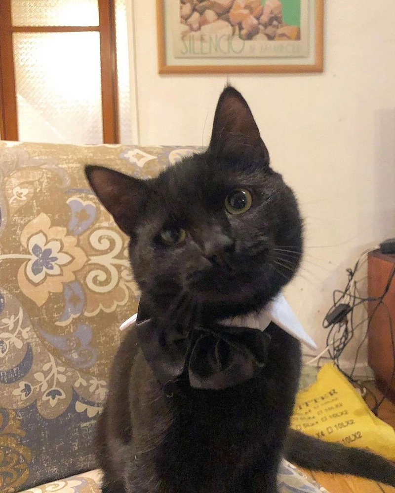 เจ้าของเลี้ยงแมวให้จับหนูในบ้าน เจ้าของเลี้ยงแมวให้จับหนูในบ้าน