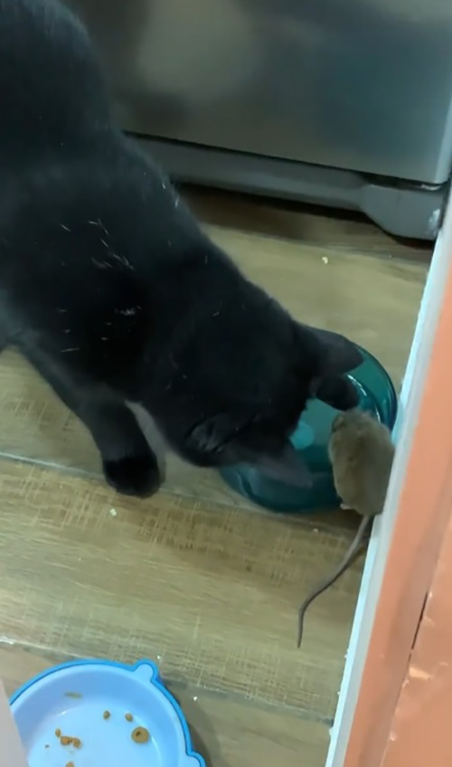 เจ้าของเลี้ยงแมวให้จับหนูในบ้าน เจ้าของเลี้ยงแมวให้จับหนูในบ้าน