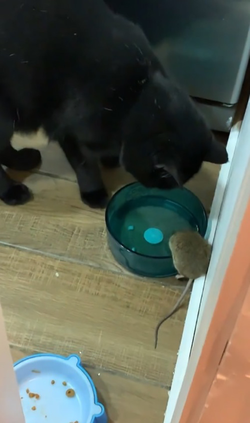 เจ้าของเลี้ยงแมวให้จับหนูในบ้าน เจ้าของเลี้ยงแมวให้จับหนูในบ้าน