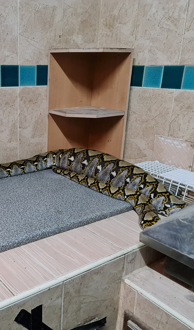 งูกินแมว งูกินแมว