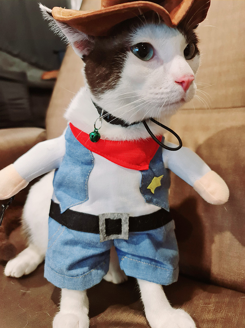 งูกินแมว งูกินแมว