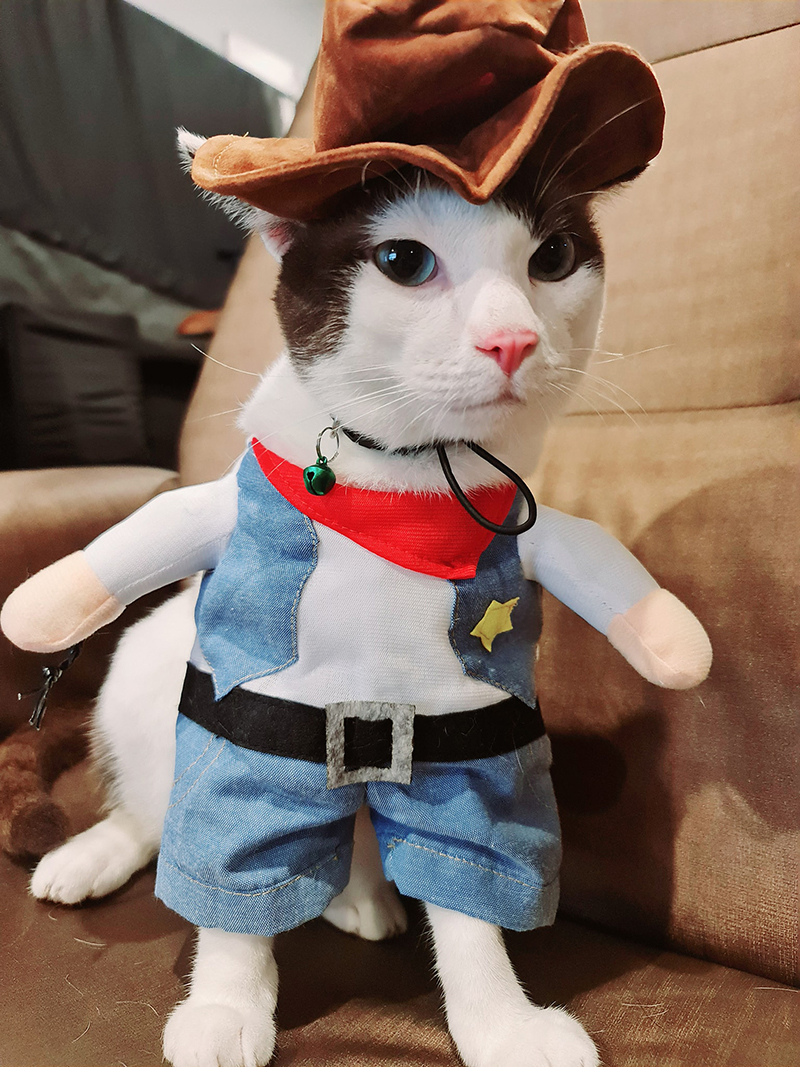 งูกินแมว งูกินแมว