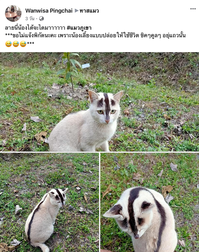 แมวหายาก แมวหายาก