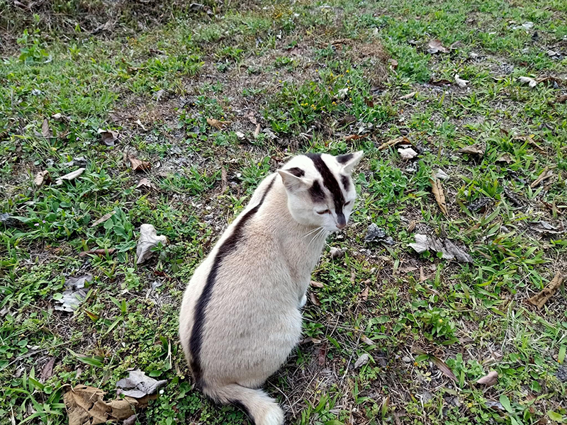 แมวหายาก แมวหายาก