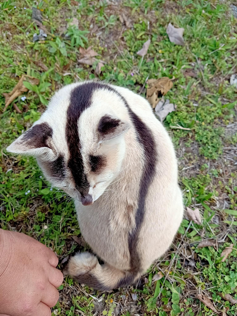 แมวหายาก แมวหายาก