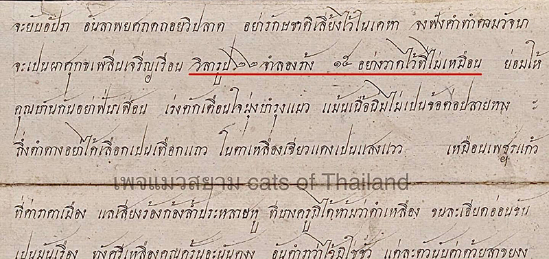 แมวหายาก แมวหายาก