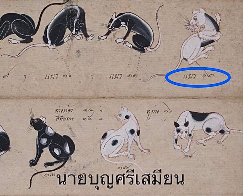 แมวหายาก แมวหายาก