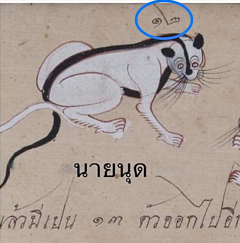 แมวหายาก แมวหายาก