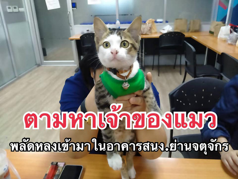 แมวหาย แมวหาย