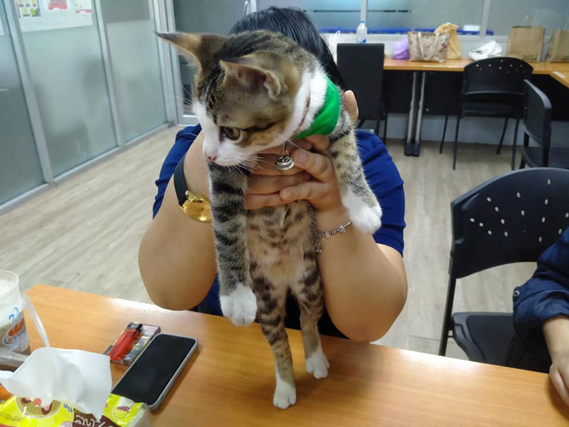 แมวหาย แมวหาย